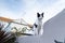 A Black and white domestic cat on a white wall looking at the camera and viewer wanting attention