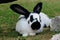 black and white domestic rabbit