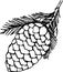 Black and white drawing of a branch with a pine cone. Beauty plant.