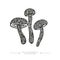 Black and white drawing of psilocybin mushrooms. A group of three toxic magical hallucinogenic mushrooms. Vector illustration