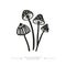 Black and white drawing of psilocybin mushrooms. A group of toxic magical hallucinogenic mushrooms. Vector illustration