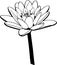 Black and white drawing of a water lily