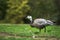 Black and white duck, Barnacle goose, Branta leucopsis, single feral goose on grass, Spain