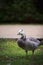 Black and white duck, Barnacle goose, Branta leucopsis, single feral goose on grass, Spain