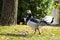 Black and white duck, Barnacle goose, Branta leucopsis, single feral goose on grass, Spain