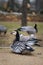 Black and white duck, Barnacle goose, Branta leucopsis, single feral goose resting