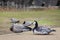 Black and white duck, Barnacle goose, Branta leucopsis, single feral goose resting