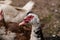 Black white duck with a red beak in the yard