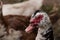 Black white duck with a red beak in the yard