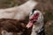 Black white duck with a red beak in the yard