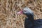 Black and white duck on straw background.