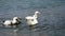 Black and white ducks floating in the sea