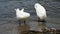 Black and white ducks floating in the sea