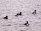 Black and white ducks formation.