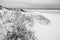 Black and white dunes in a lonely beach