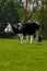 Black and white Dutch cow