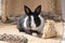 Black and white Dutch rabbit Dwarf on sackcloth. One month