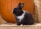 Black and white Dwarf Dutch rabbit month baby next to a large o