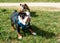 Black and white English Bulldog in blue harness jumping and catching ball on the grass