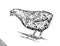 Black and white engrave chicken illustration