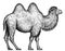 Black and white engrave isolated camel illustration