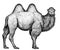 Black and white engrave isolated camel illustration