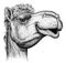 Black and white engrave isolated camel illustration