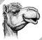 Black and white engrave isolated camel illustration