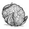 black and white engrave isolated cauliflower illustration