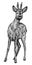 Black and white engrave isolated deer illustration