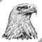 Black and white engrave isolated eagle vector illustration