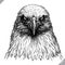 Black and white engrave isolated eagle vector illustration