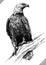 Black and white engrave isolated eagle vector illustration