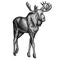 Black and white engrave isolated elk hand draw illustration