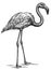 black and white engrave isolated flamingo illustration