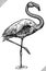 black and white engrave isolated flamingo vector illustration