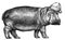 Black and white engrave isolated hippo illustration