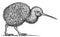 black and white engrave isolated Kiwi bird illustration