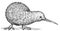black and white engrave isolated Kiwi bird illustration