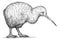 black and white engrave isolated Kiwi bird illustration