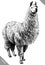 Black and white engrave isolated Lama vector illustration