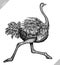 Black and white engrave isolated ostrich vector illustration