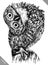 Black and white engrave isolated owl vector illustration