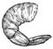 black and white engrave isolated shrimp illustration