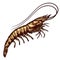 black and white engrave isolated shrimp illustration