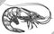 black and white engrave isolated shrimp illustration