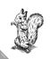 Black and white engrave isolated squirrel illustration