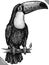 black and white engrave isolated toucan vector illustration