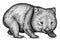 Black and white engrave isolated wombat illustration