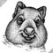 Black and white engrave isolated wombat vector illustration